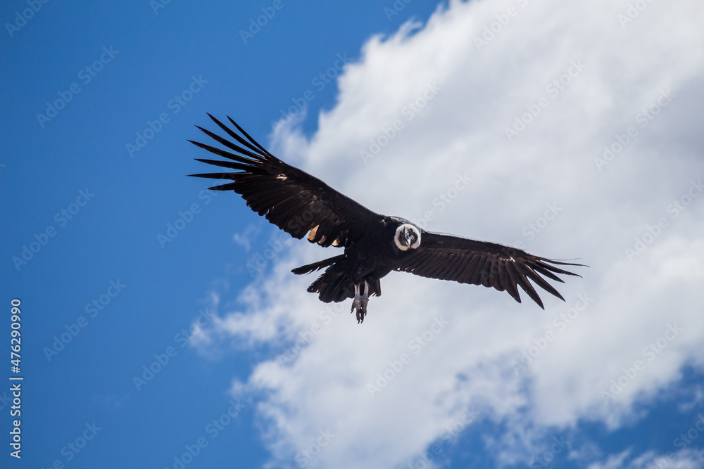 Naklejka premium Condor flying in Andes cordillera mountains