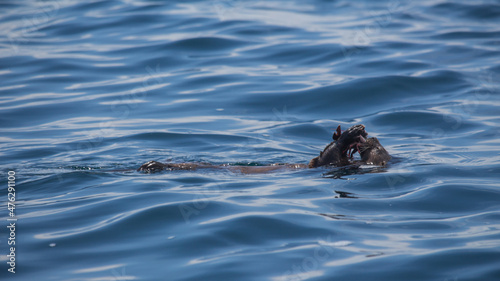 Chungungo Chileno Sea Otter mammal