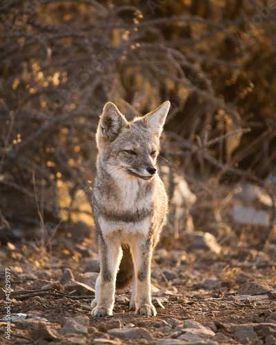 Fox zorro chilla in Atacama desert chile