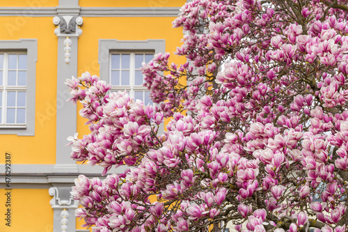 Fototapeta Naklejka Na Ścianę i Meble -  magnolia with lots of pink flowers