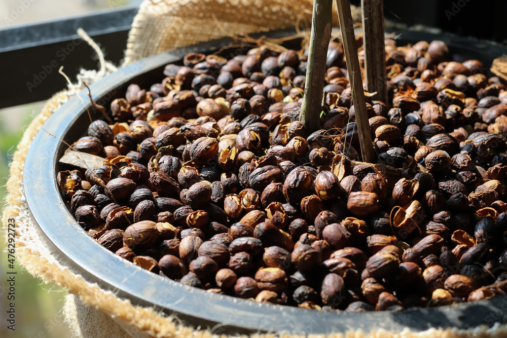 Fototapeta premium Dried coffee beans in a plant pot