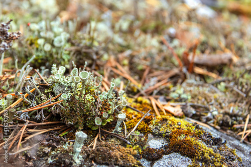 Young lichen Cladonia cristatella or British Soldier lichen. Nature of Karelia, Russia