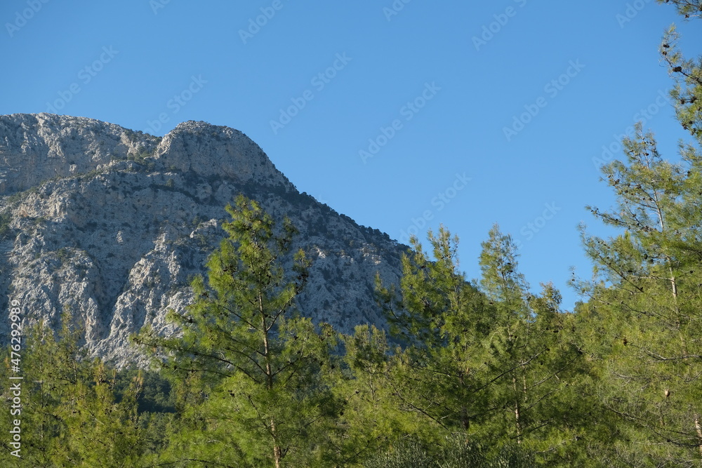 pine forest in the mountains