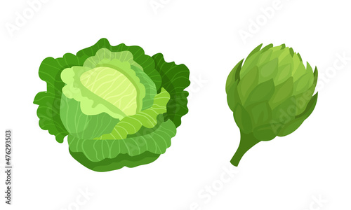 Fresh organic vegetables set. Cabbage and artichoke healthy vegetarian food vector illustration