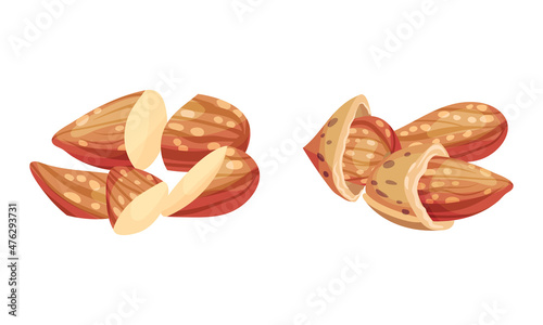 Almond kernels in nutshell set vector illustration on white background