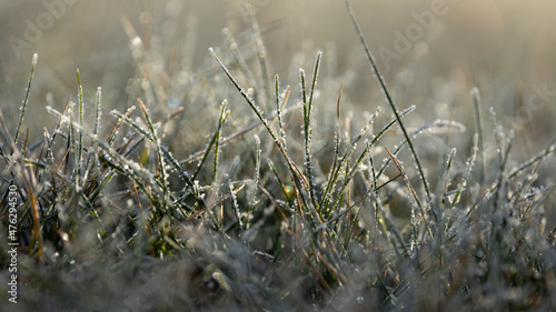 Frost on the grass in the cold season. Grass under the snow in spring time. Rime on grass close-up. Late autumn or early winter landscape. Spring frosts.