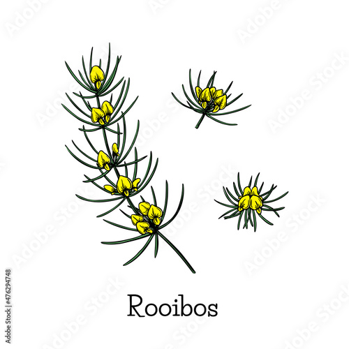 Line art rooibos sketch flower plant for decorative design. Graphic background. Floral illustration. Hand drawn vector set. Elegant botany decor.
