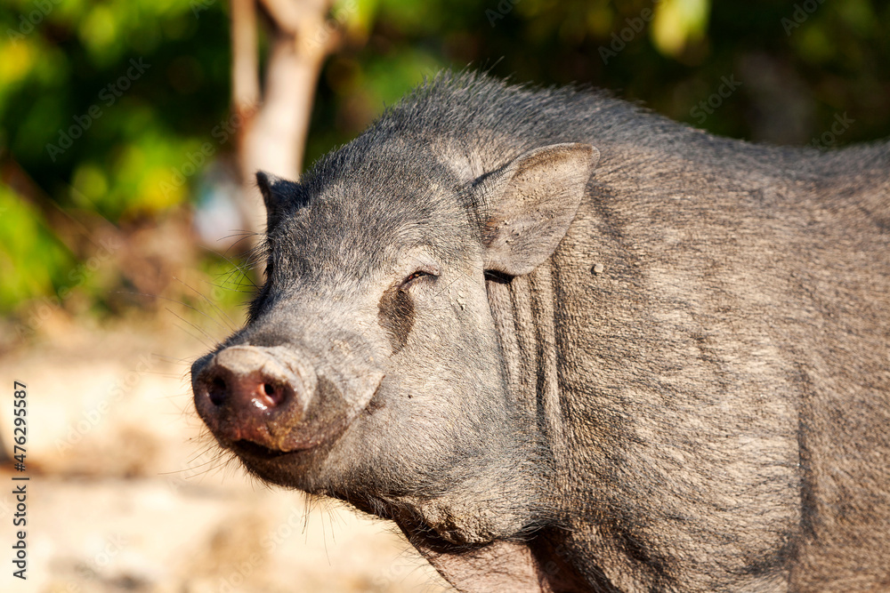 Close up portrait of wild boar outdoors Close up portrait of wild boar outdoors
