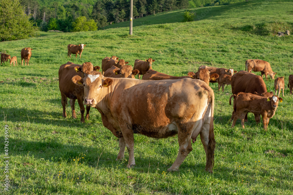 Brown cows in the pasture. Cows grazing in the green field in the summer.