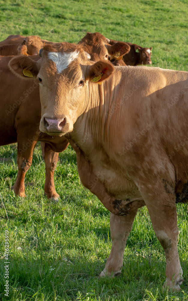 Brown cows in the pasture. Cows grazing in the green field in the summer. Brown cows in the pasture. Cows grazing in the green field in the summer.