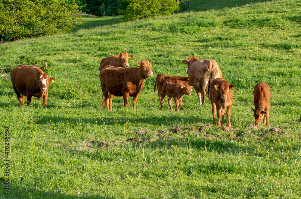 Brown cows in the pasture. Cows grazing in the green field in the summer.
