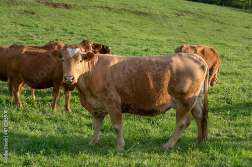 Brown cows in the pasture. Cows grazing in the green field in the summer.