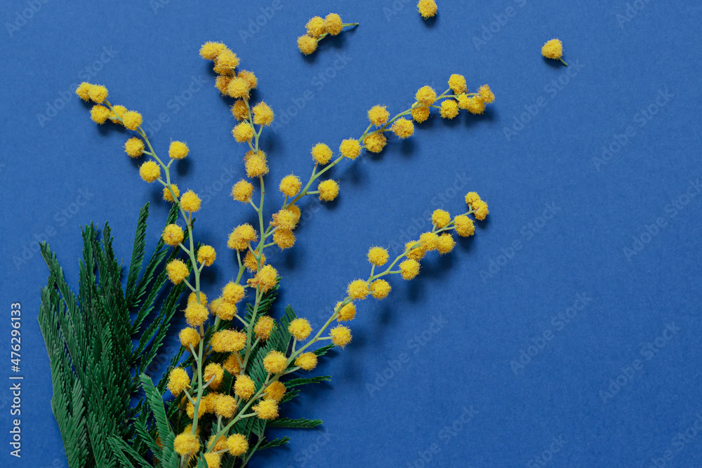 Mimosa flower branches on the blue background. 