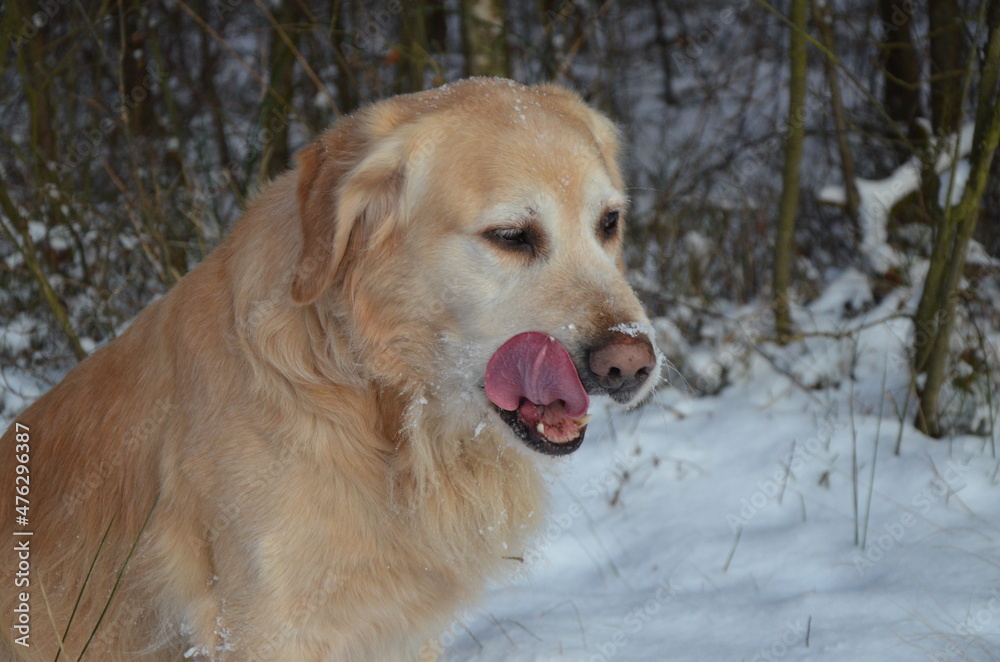 Golden retriever dog on winter scenery