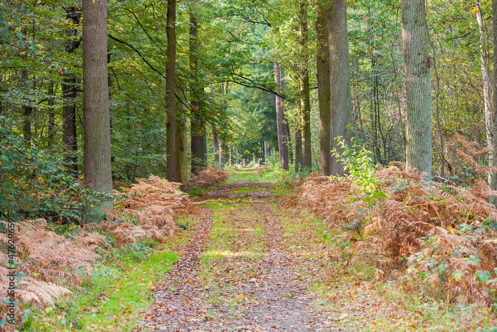 Bright autumn day in a forest with lush greenery growing on the tre - obrazy, fototapety, plakaty 