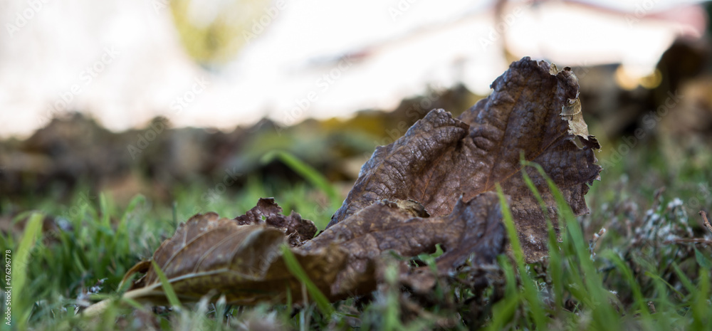 Leaves on the ground