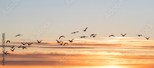 Obraz na płótnie seagulls at sunset