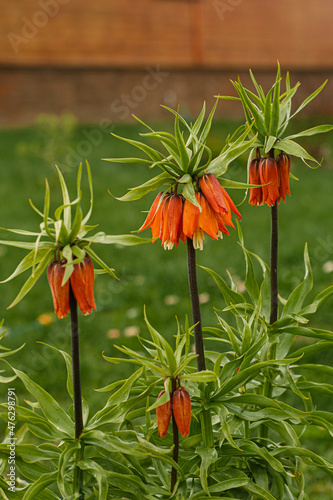 Spring orange flowers. imperial hazel grouse