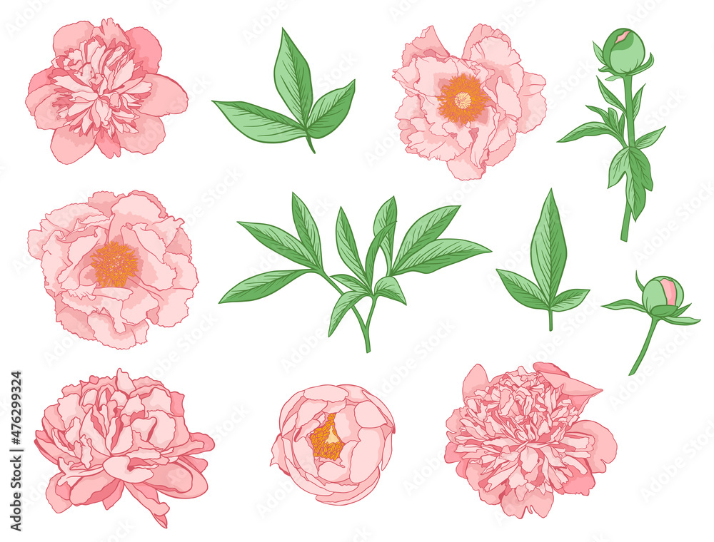 Set of Pink Peony Flowers