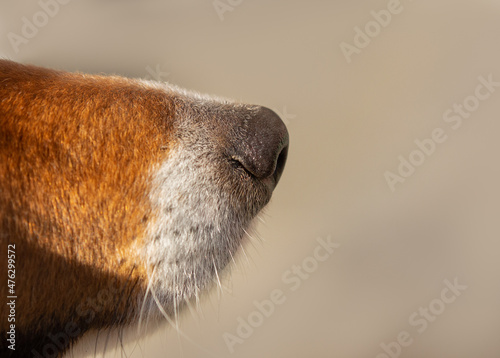 Fotografie, Obraz close up of a brown dogs nose and snout
