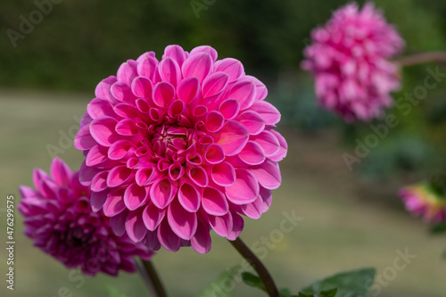 Close up of a pink dahlia flower