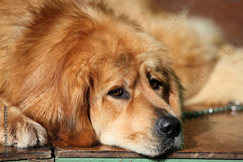 Tibetan Mastiff