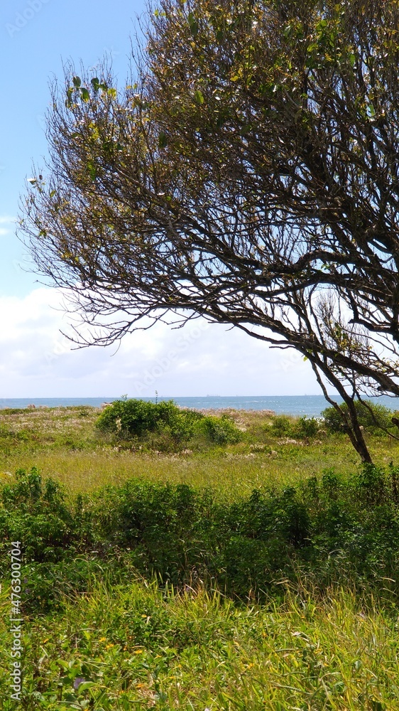 trees in the field