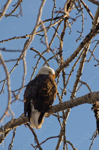An Adult Bald Eagle in a Tree