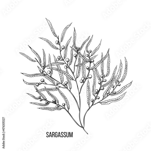 Vintage doodle illustration with black sargassum algae sketch. Vector line art.