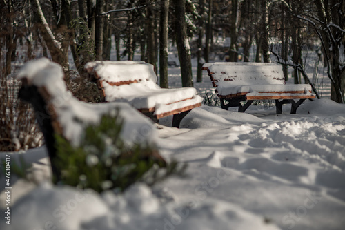 Winter trees at nature park in the city with benches