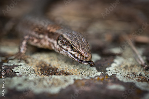 lizard on a rock, macro