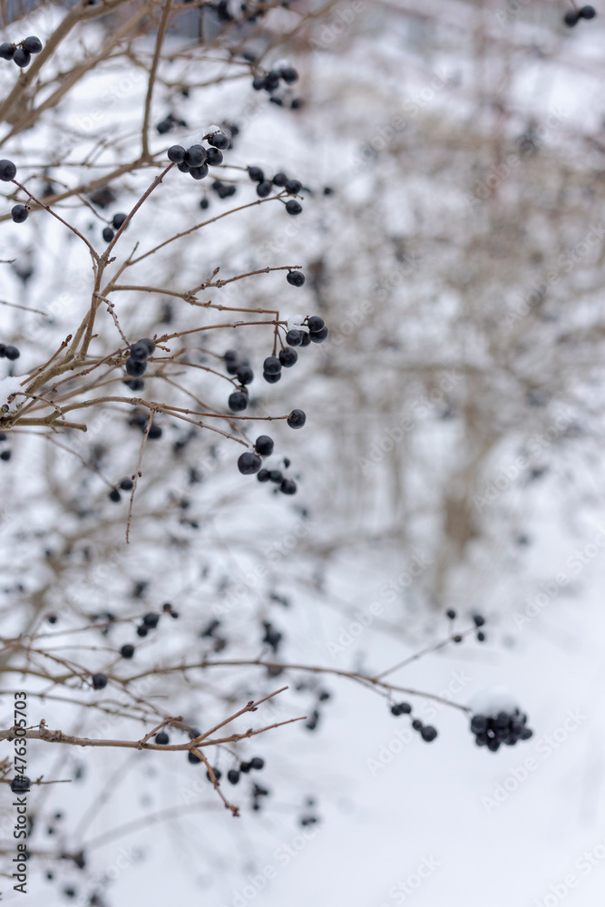 Berries in the snow. Bush with berries in the snow.