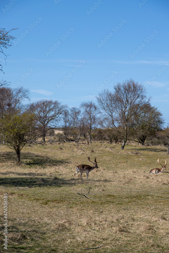 Naklejka premium Wild deer in a forest