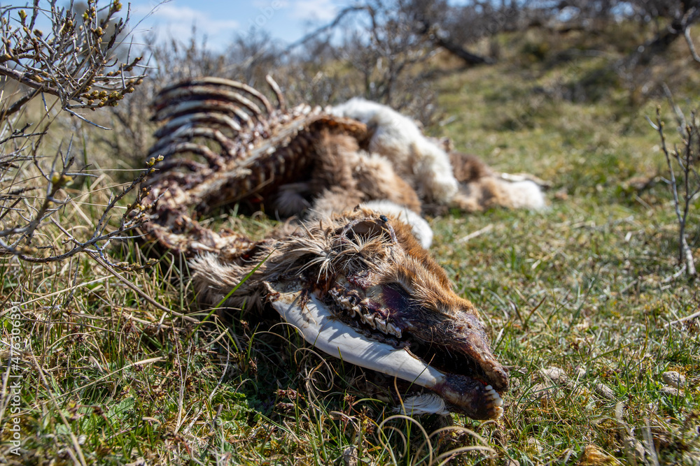 Wild deer carcass in nature
