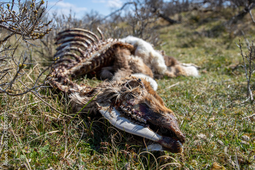 Obraz na płótnie Wild deer carcass in nature w salonie