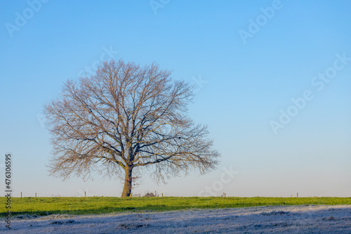 Winter landscape view of bare tree on green meadow with white morning frost or snowflakes  Frost is a thin layer of ice which forms from water vapor in an above freezing atmosphere  Nature background.