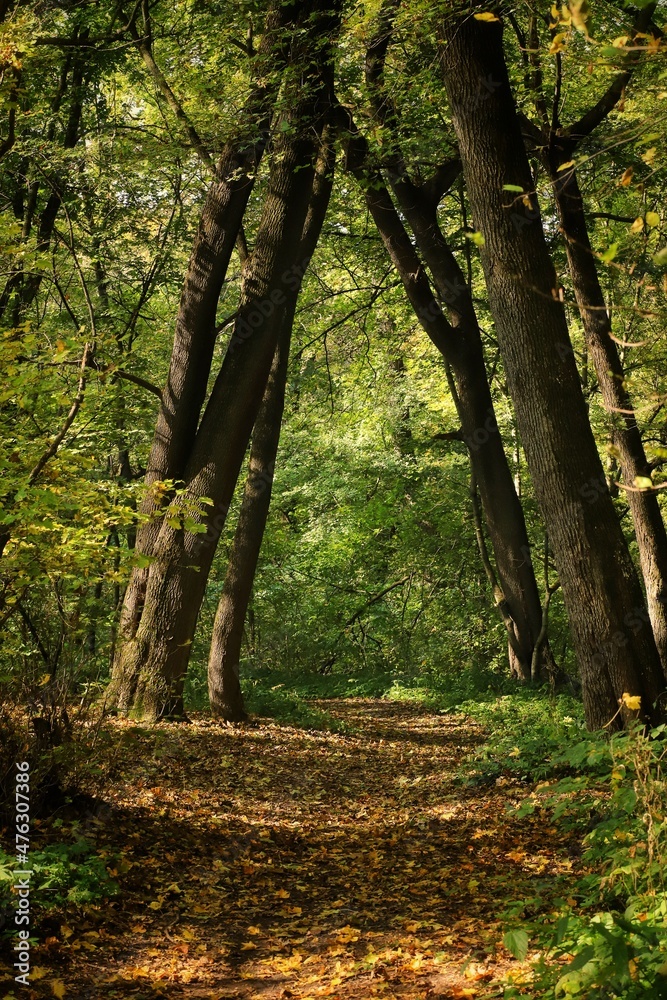 Fototapeta premium footpath in the woods