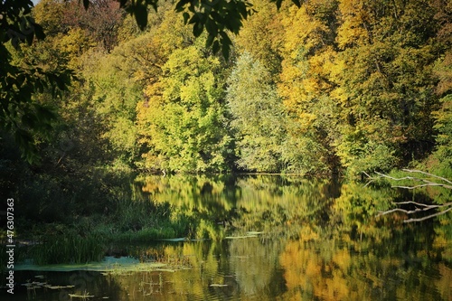 autumn forest reflection