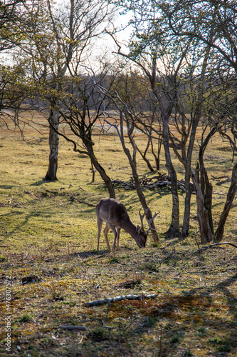 Fototapeta Naklejka Na Ścianę i Meble -  Wild deer in a forest