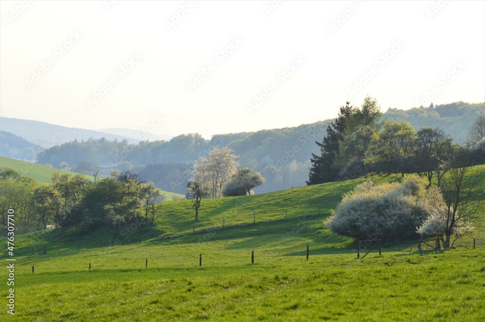 Fototapeta premium Hügelige Landschaft mit blühenden Bäumen.