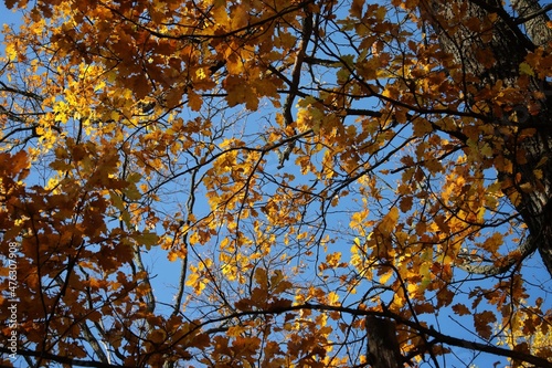 autumn leaves in the sky