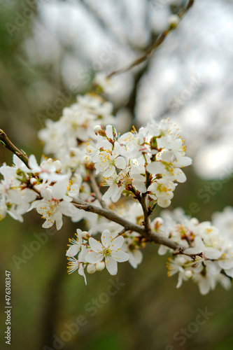 blooming cherry branch in spring against the background of a blurred forest