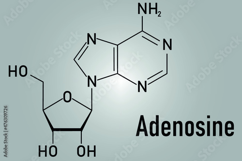 Adenosine or Ado purine nucleoside molecule. Important component of ATP, ADP, cAMP and RNA. Also used as drug. Skeletal formula. photo