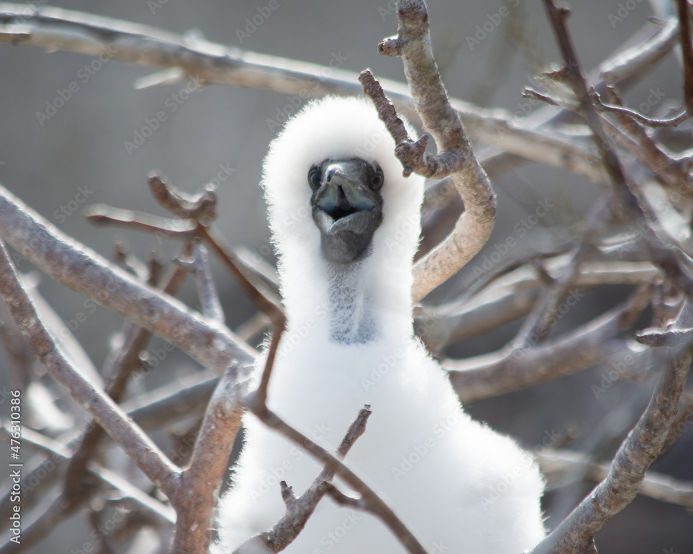 Baby Red-Footed Booby - Galapagos Stock Photo | Adobe Stock