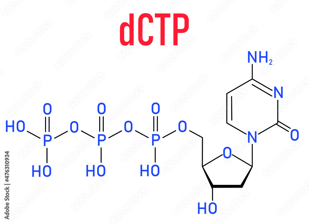 Deoxycytidine triphosphate or dCTP nucleotide molecule. DNA building block. Skeletal formula. Deoxycytidine triphosphate or dCTP nucleotide molecule. DNA building block. Skeletal formula.