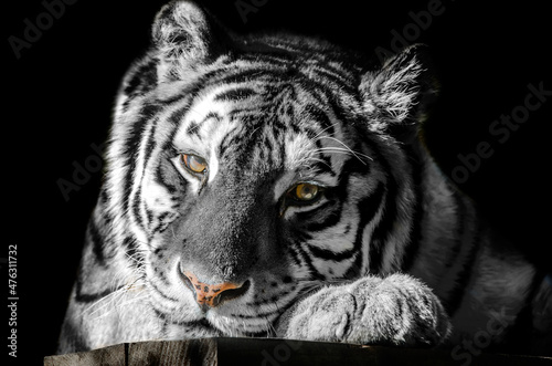 Canvas Print Black and white strippet tiger, symbol of 2022 year