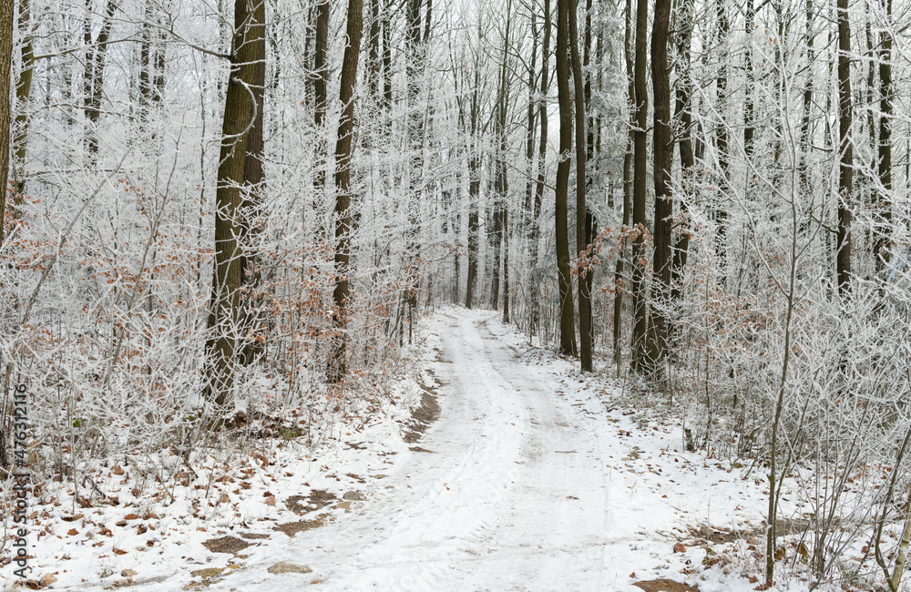Obraz premium Morning hoarfrost in the forest. Świętokrzyskie, Poland.