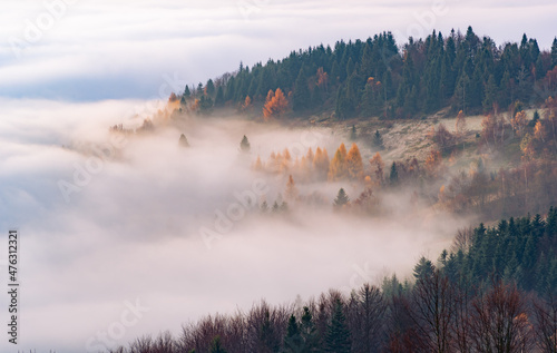 Fototapeta Naklejka Na Ścianę i Meble -  Misty mountain forest landscape in the morning, Beskid Sadecki mountain range, Poland.