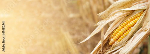 Corn pods on the plant in maize field photo