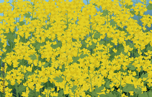 rape blossom vector illustration high resolution 유채꽃 일러스트